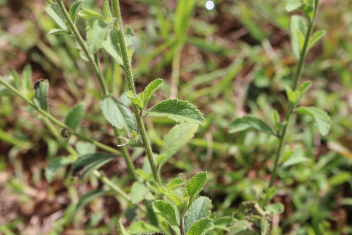 Blumea axillaris (Lam.) DC.